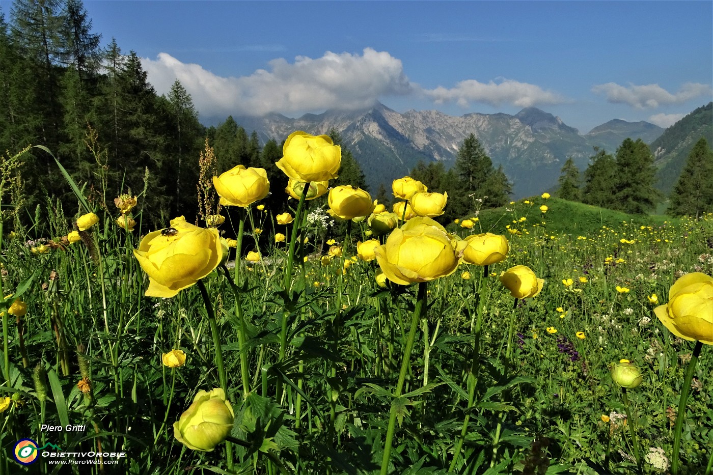 11 Fioriture di botton d'oro con vista verso la costiera Cavallo-Pegherolo.JPG